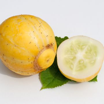 Pepino True Lemon