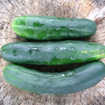 Pepino Vert long anglais