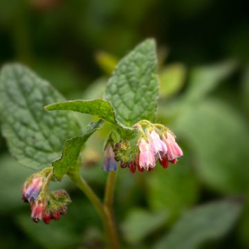 Symphytum grandiflorum Hidcote Pink - Consuelda