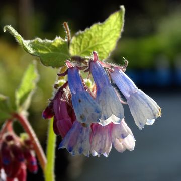 Symphytum grandiflorum Sky Blue Pink - Consuelda