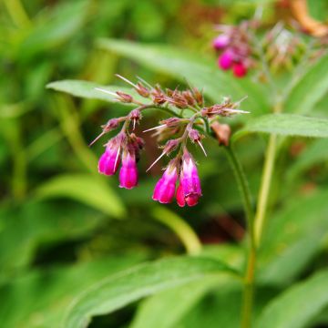 Symphytum rubrum - Consuelda