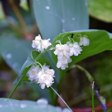 Convallaria majalis Flore Pleno - Lirio de los valles