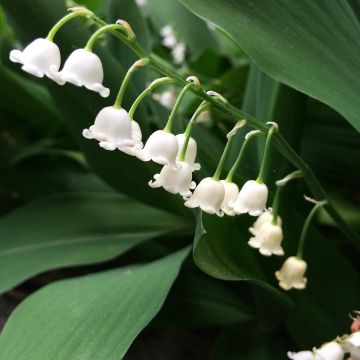 Convallaria majalis Bordeaux - Lirio de los valles