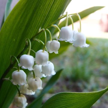 Convallaria majalis Doreen - Lirio de los valles