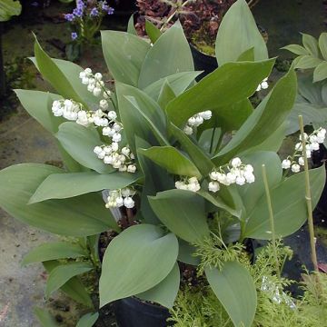 Convallaria majalis Géant de Fortin - Lirio de los valles