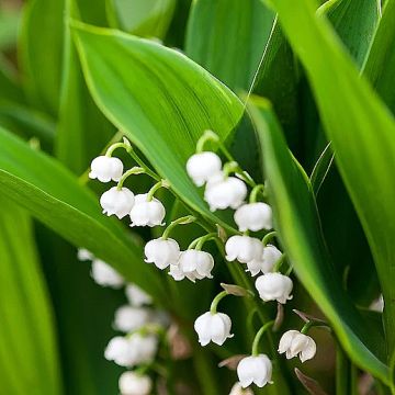 Convallaria majalis Hardwick Hall - Lirio de los valles