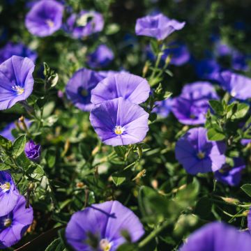 Convolvulus sabatius New Blue Moon