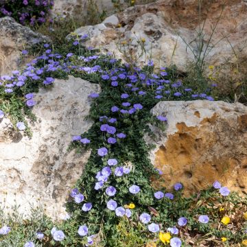 Convolvulus sabatius - Campanilla azul