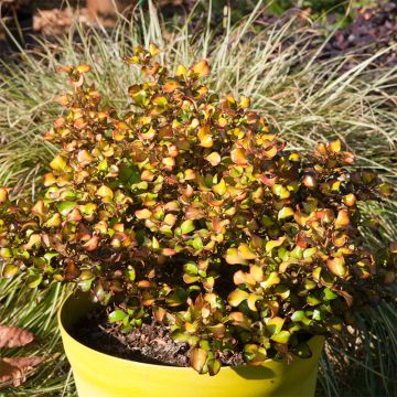 Coprosma robusta Pina colada