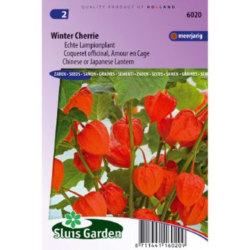 Physalis franchetti Winter Cherry - Linterna china