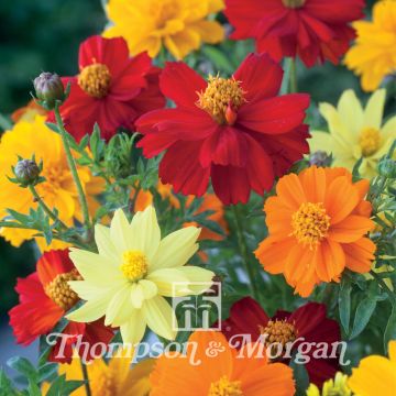 Cosmos sulphureus Brightness Mixed