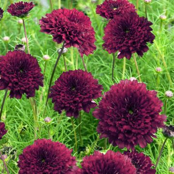 Cosmos bipinnatus Cranberries