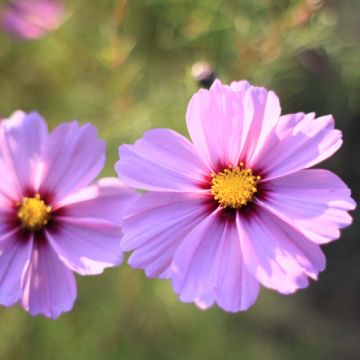 Cosmos bipinnatus Sensation Radiance