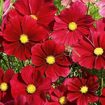 Cosmos bipinnatus Rubenza Red Carmin