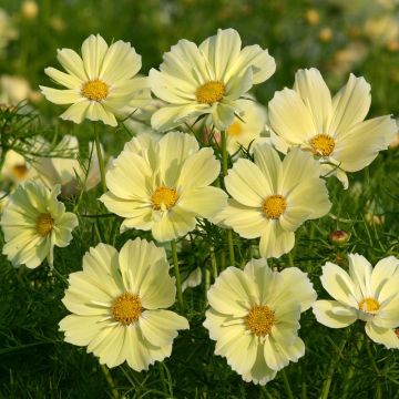 Cosmos bipinnatus Xanthos