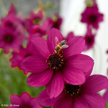 Cosmos atrosanguineus Cherry Chocolate