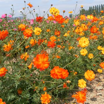 Cosmos sulphureus Polidor