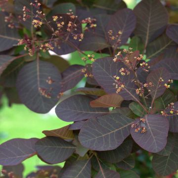 Cotinus Grace - Árbol de las pelucas