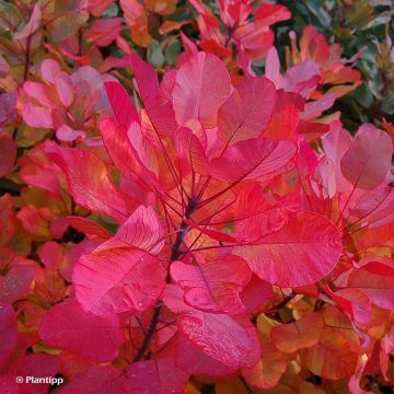 Árbol de las pelucas Old Fashioned - Cotinus coggygria