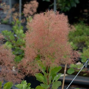 Árbol de las pelucas - Cotinus coggygria