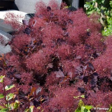 Árbol de las pelucas Dusky Maiden - Cotinus coggygria