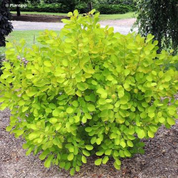 Árbol de las pelucas Golden Lady - Cotinus coggygria