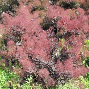 Árbol de las pelucas Lilla - Cotinus coggygria