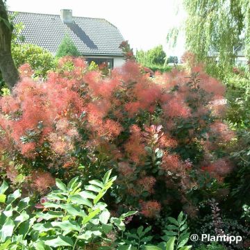 Árbol de las pelucas Red Spirit - Cotinus coggygria