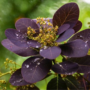 Árbol de las pelucas Royal Purple - Cotinus coggygria