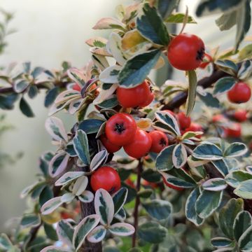 Cotoneaster suecicus Erlinda