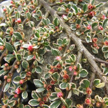 Cotoneaster horizontalis Variegatus