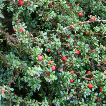 Cotoneaster integrifolius