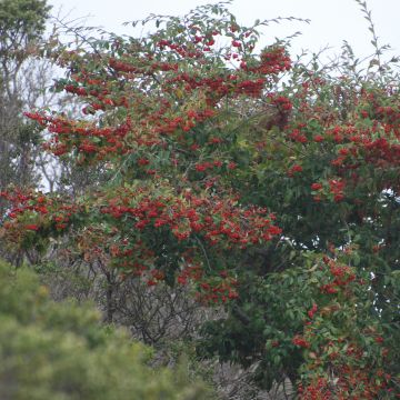 Cotoneaster lacteus