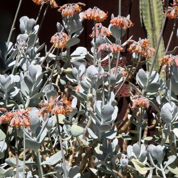 Cotyledon orbiculata Gray