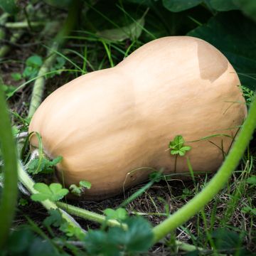 Calabacita amarilla Musquée Butternut