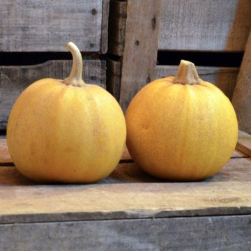 Calabacín Melonnette Jaspée de Vendée