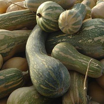 Calabacita amarilla Pleine de Naples