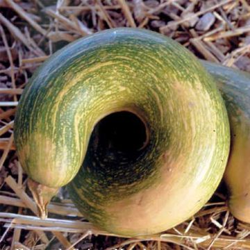 Calabacita amarilla Tromboncino d'Albinga