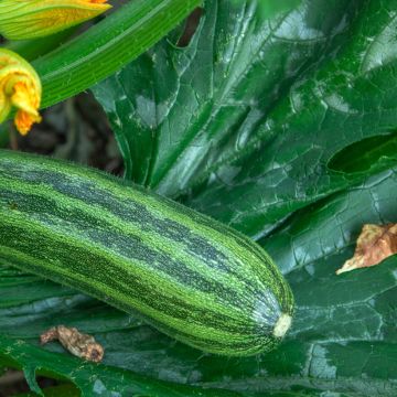 Calabacín verte Non Coureuse d'Italie