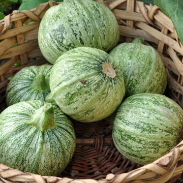 Calabacín de Nice à fruit rond