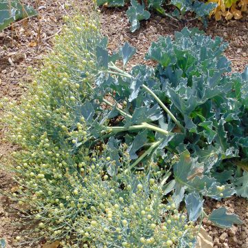 Col marina - Crambe maritima