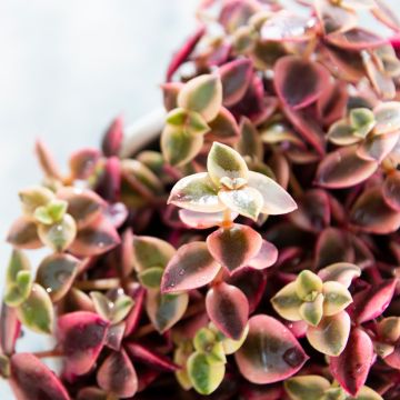 Crassula pellucida subsp. marginalis