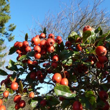 Crataegus grignonensis - Espino