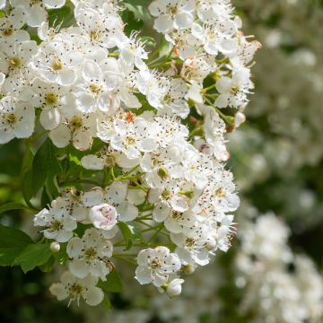 Espino blanco - Crataegus laevigata