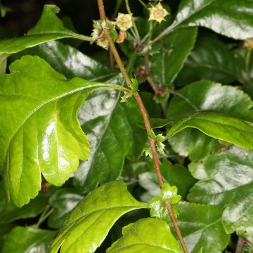 Espino blanco - Crataegus laevigata Auriculata