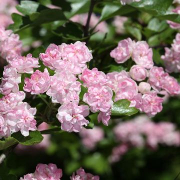 Espino blanco - Crataegus laevigata Masekii