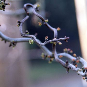 Espino albar - Crataegus monogyna Flexuosa