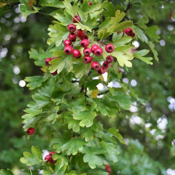 Espino albar - Crataegus monogyna Stricta