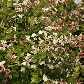 Espino albar - Crataegus monogyna Gireoudii