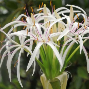 Crinum asiaticum - Lirios de pantanos